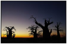 Baobab M-Pans01.jpg