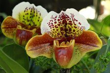 orchideenausstellung2014-4.JPG