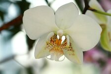 orchideenausstellung2014-7.JPG