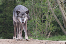 Timberwolf 2.jpg