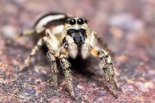 Zebraspringspinne--20140619-0753.jpg