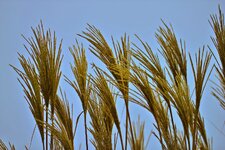 comp_Miscanthus_farbe.jpg