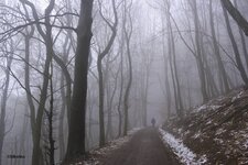 Nebel_1050SAM_5444 (1).jpg