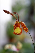 orchideenausstellung2013-18.JPG