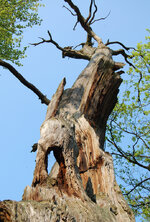 Baum6_2011.jpg