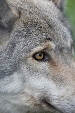 Wolfsauge.jpg