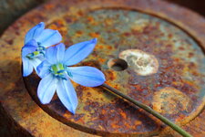 rusty blue flower.JPG