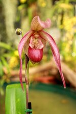 orchideen2015-7.JPG
