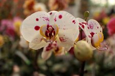 orchideen2015-10.JPG