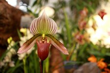 orchideen2015-21.JPG