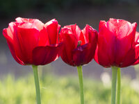 40-150-tulpen-1.jpg