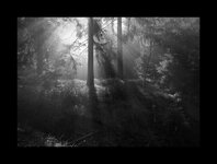 Waldansichten_3.jpg
