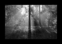 Waldansichten_4.jpg