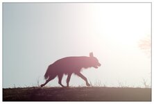 Brown Hyaena.jpg