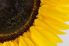 Sonnenblume_crop.jpg.jpg