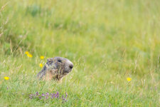 Marmota-Cerdanya-1-2.jpg
