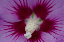 Hibiscus_Marina.jpg