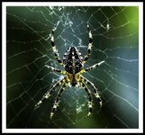 Spider4-1.jpg