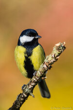 Kohlmeise. Sýkora koňadra. Parus major - 20161103 - 8-2.jpg