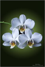 500-kb-Orchidee-Weiss-Web.jpg