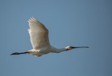 dslrtexel28.5.17-löffler-2.jpg