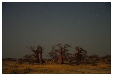 Baobabs auf Kubu Island03.jpg