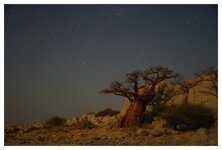 Baobabs auf Kubu Island05.jpg