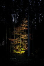 Wald-Leuchtturm-1150px.JPG